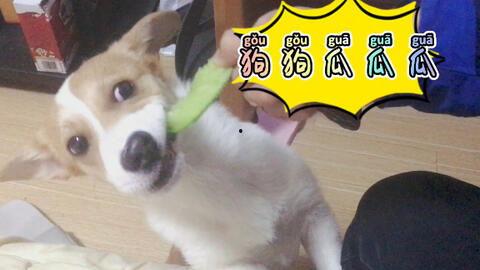 喵星娱乐每日吃瓜